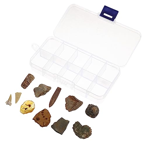 HEALEEP 10Stücke Fossilien Sammlung Trilobiten Fossilien Für Tischschmuck Dekorative Fossile Modelle Lehrmaterialien Für Naturkunde von HEALEEP