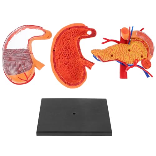 HEALEEP 1Stück Anatomisches Modell Des Menschlichen Lehrmittel für und Geeignet für Studenten und Lehrer Leicht zu Bedienen HEALEEP 1Stück Anatomisches Modell Des Menschlichen Lehrmittel für und Geeignet für Studenten und Lehrer Leicht zu Bedienen von HEALEEP