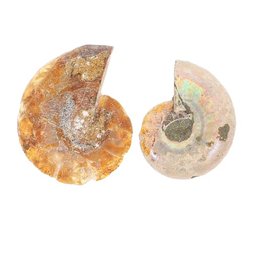 HEALEEP 2Stücke Ammoniten Sammlung Original Fossilien Dekoration Für Große Fossile Modelle Im Opp Verpackung Lehrmittel Sammlerstück von HEALEEP