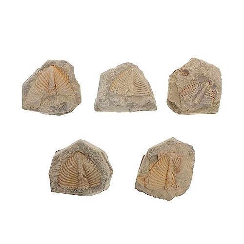HEALEEP 5Stücke Teiliges Trilobiten Fossilienmodell Simulation Dekoration Alte Zufällige Formen Für Bildungszwecke von HEALEEP