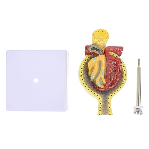 HEALEEP Anatomisches Modell Des Menschlichen Glomerulus Medizinisches Lehrmodell mit Stabilem Standfuß für Effektives Lernen und Anschauliche Demonstration HEALEEP Anatomisches Modell Des Menschlichen Glomerulus Medizinisches Lehrmodell mit Stabilem Standfuß für Effektives Lernen und Anschauliche Demonstration von HEALEEP