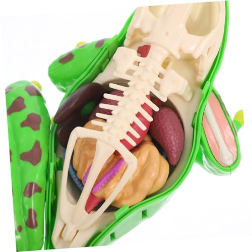 HEALEEP Frosch seziermodell Abnehmbar Sicherer Interaktives Anatomie Lernspielzeug für Biologie Unterricht Praktische Fähigkeiten HEALEEP Frosch seziermodell Abnehmbar Sicherer Interaktives Anatomie Lernspielzeug für Biologie Unterricht Praktische Fähigkeiten von HEALEEP