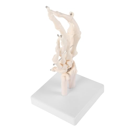 HEALEEP Hand Skelett Modell Anatomisches Lehrmittel für Medizinische Ausbildung Langlebig und Leicht zu Reinigen für Anatomische Studien und Unterricht von HEALEEP