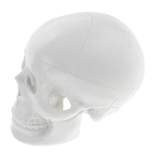 HEALEEP Kleines Menschliches Schädelmodell Anatomisches Dekorationsmodell für Unterricht Halloween Kreative Kunstprojekte Realistische Details für Studien HEALEEP Kleines Menschliches Schädelmodell Anatomisches Dekorationsmodell für Unterricht Halloween Kreative Kunstprojekte Realistische Details für Studien von HEALEEP