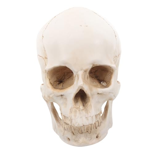 HEALEEP Lebensgroßes Abnehmbares Schädelmodell aus Resin Realistische Medizinische Darstellung Dekoratives Kunstobjekt für Unterricht Ausstellung und Sammlung Detailreich Gestaltet von HEALEEP