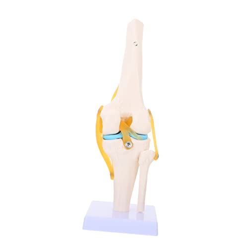 HEALEEP Lebensgroßes Kniegelenkmodell aus Anatomisches Modell Des Menschlichen Kniegelenks für Medizinische Ausbildung Flexibles Korrosionsbeständiges Design für Laborbedarf HEALEEP Lebensgroßes Kniegelenkmodell aus Anatomisches Modell Des Menschlichen Kniegelenks für Medizinische Ausbildung Flexibles Korrosionsbeständiges Design für Laborbedarf von HEALEEP