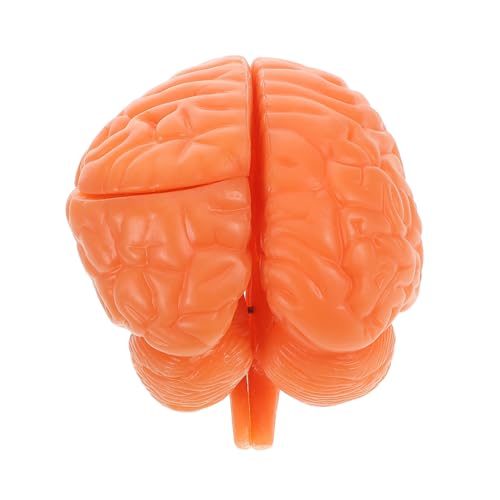 HEALEEP Menschliches Gehirnmodell: Anatomisches Gehirnmodell, Pädagogisches Werkzeug Zum Lernen, Lehren, Menschliche Anatomische Funktion, Psychologie, Biologie Oder Wissenschaft, Kaffee HEALEEP Menschliches Gehirnmodell: Anatomisches Gehirnmodell, Pädagogisches Werkzeug Zum Lernen, Lehren, Menschliche Anatomische Funktion, Psychologie, Biologie Oder Wissenschaft, Kaffee von HEALEEP