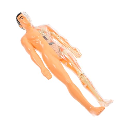 HEALLILY Spielzeugset Für Den Menschlichen Körper Interaktives Schädelmodell Anatomie 1 Set Puzzle Des Menschlichen Körpers Für Jungen Und Mädchen Realistisches Lehrmodell Transluzenz HEALLILY Spielzeugset Für Den Menschlichen Körper Interaktives Schädelmodell Anatomie 1 Set Puzzle Des Menschlichen Körpers Für Jungen Und Mädchen Realistisches Lehrmodell Transluzenz von HEALLILY