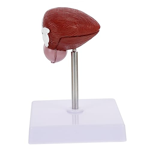 HEALLILY 1Stück Anatomisches Modell Menschlichen Blase Teiliges Medizinisches Lehrmittel für Leicht Langlebig für Biologieunterricht von HEALLILY