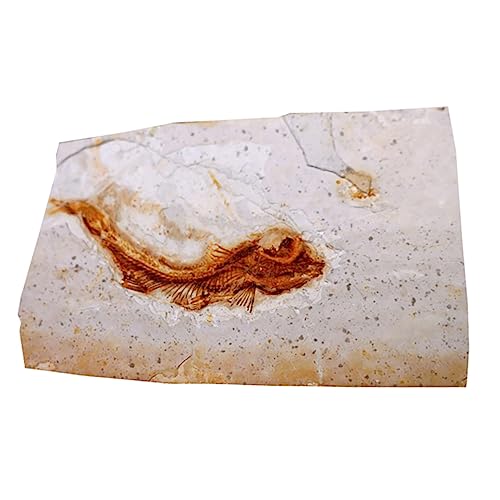 HEALLILY 1Stück Fossilisierte Fischprobe Paläontologische Lehrmaterialien Dekoration für Zufällige Auswahl für Fossilienforschung HEALLILY 1Stück Fossilisierte Fischprobe Paläontologische Lehrmaterialien Dekoration für Zufällige Auswahl für Fossilienforschung von HEALLILY