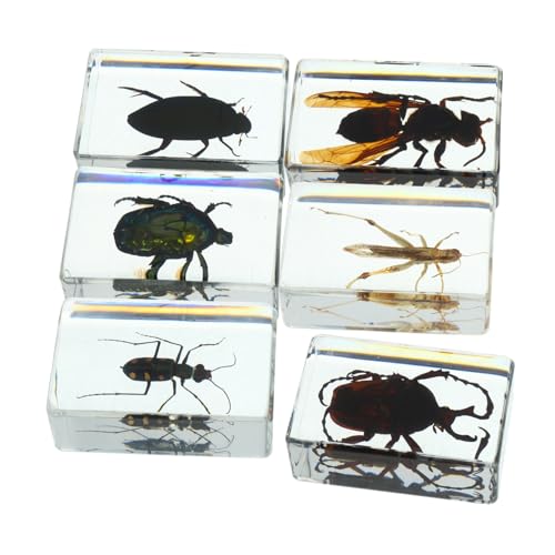 HEALLILY 6Stücke Transparente Insektenproben Wissenschaftliche Lehrsammlung Dekorative Insektenexemplare Briefbeschwerer für Unterricht Ausstellungen Vielseitig HEALLILY 6Stücke Transparente Insektenproben Wissenschaftliche Lehrsammlung Dekorative Insektenexemplare Briefbeschwerer für Unterricht Ausstellungen Vielseitig von HEALLILY