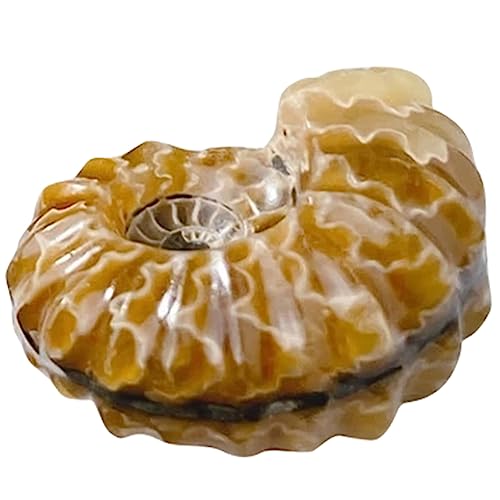 HEALLILY Kristallstein Deko Kugel aus Natürlichem Schneckenstein Exquisites Tischornament für Stilvolle Inneneinrichtung für Wohnräume HEALLILY Kristallstein Deko Kugel aus Natürlichem Schneckenstein Exquisites Tischornament für Stilvolle Inneneinrichtung für Wohnräume von HEALLILY