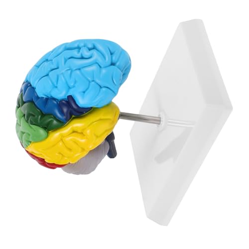HEALLILY Maßstabsgetreues rechtes Halbgehirnmodell mit Farbanmerkungen für neurowissenschaftliches Lernen, genaue anatomische Darstellung für den medizinischen Unterricht HEALLILY Maßstabsgetreues rechtes Halbgehirnmodell mit Farbanmerkungen für neurowissenschaftliches Lernen, genaue anatomische Darstellung für den medizinischen Unterricht von HEALLILY