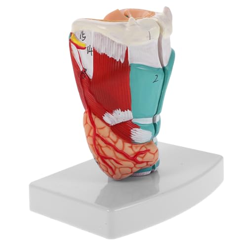 HEALLILY Menschliches Kehlkopfmodell Anatomisches Kehlkopfmodell Des Menschen Anatomisches Lehrmittel – Detaillierte Rachen Und Halsstruktur Für Die Medizinische Ausbildung HEALLILY Menschliches Kehlkopfmodell Anatomisches Kehlkopfmodell Des Menschen Anatomisches Lehrmittel – Detaillierte Rachen Und Halsstruktur Für Die Medizinische Ausbildung von HEALLILY