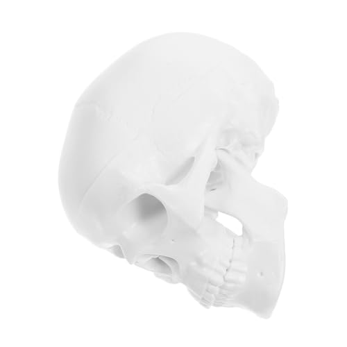 HEALLILY Schädelskelettmodell Anatomie-schädelmodell Zum Lernen Anatomisches Herzmodell Mini-schädel Falsche Knochen Anatomie Des Schädelmodells Beleuchteter Schädelkopf Weiß HEALLILY Schädelskelettmodell Anatomie-schädelmodell Zum Lernen Anatomisches Herzmodell Mini-schädel Falsche Knochen Anatomie Des Schädelmodells Beleuchteter Schädelkopf Weiß von HEALLILY