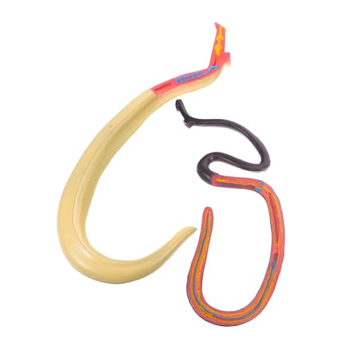 HEALLILY Schistosomie Model Teaching Aid anatomical model Blutegel Modell Tiermodell für Schulunterricht Modell Gefälschtes Schistosoma-Modell Wissenschaftsbedarf Plastik HEALLILY Schistosomie Model Teaching Aid anatomical model Blutegel Modell Tiermodell für Schulunterricht Modell Gefälschtes Schistosoma-Modell Wissenschaftsbedarf Plastik von HEALLILY