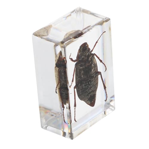 HEALSOPTHY 1 Stück Insektenexemplar schulzubehör schulsachen naturwissenschaft Insekten-Exemplar bezaubernde Exemplare lehrreich Desktop -Verzierungen empfindliche Kristallproben Harz HEALSOPTHY 1 Stück Insektenexemplar schulzubehör schulsachen naturwissenschaft Insekten-Exemplar bezaubernde Exemplare lehrreich Desktop -Verzierungen empfindliche Kristallproben Harz von HEALSOPTHY