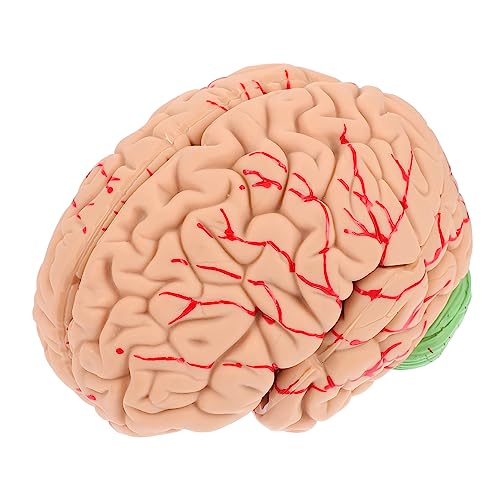 HEALSOPTHY 1 Stück Lifelike Anatomisches Gehirnmodell Abnehmbares Teiliges Gehirnstruktur Modell für Medizinische Ausbildung Material Realistisch für Anatomieunterricht von HEALSOPTHY