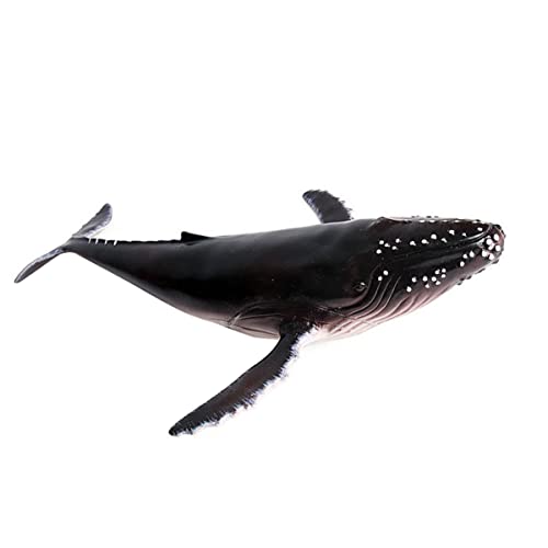 HEALSOPTHY 1 Stück Realistisches Sitzmodell Buckelwal Dekoration Kreatives Meerestier Modell für Zuhause Büro Aquarium Zubehör Lifelike Life Ornaments HEALSOPTHY 1 Stück Realistisches Sitzmodell Buckelwal Dekoration Kreatives Meerestier Modell für Zuhause Büro Aquarium Zubehör Lifelike Life Ornaments von HEALSOPTHY