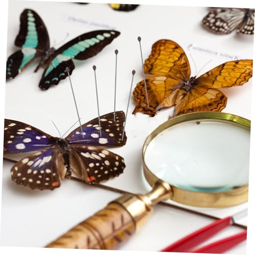 HEALSOPTHY 100 Stück Edelstahl Insekten Fixiernadeln Set Präzise Entomologie Montagewerkzeug für Probenpräparation und Display Langlebig und Vielseitig für Sammler und Hobbyisten von HEALSOPTHY
