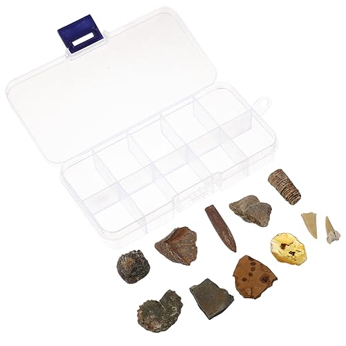 HEALSOPTHY 10Stücke Paläontologische Fossilien Bernstein Fossilien Als Lehrmaterial Für Wissenschaftsinteressierte Lehrmittel Für Unterricht HEALSOPTHY 10Stücke Paläontologische Fossilien Bernstein Fossilien Als Lehrmaterial Für Wissenschaftsinteressierte Lehrmittel Für Unterricht von HEALSOPTHY