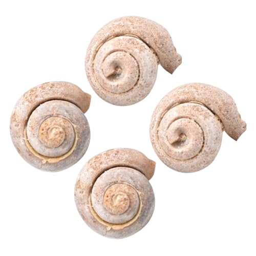 HEALSOPTHY 4 Stück Teiliges Fossilien Schneckenfossilien Natürliche Lehrmaterialien Sichere Spielzeuge Dekorative Schreibtischornamente Geschenkidee für und Schüler HEALSOPTHY 4 Stück Teiliges Fossilien Schneckenfossilien Natürliche Lehrmaterialien Sichere Spielzeuge Dekorative Schreibtischornamente Geschenkidee für und Schüler von HEALSOPTHY