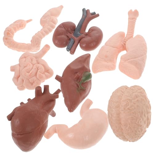 HEALSOPTHY 8Stücke Teiliges Menschliches Organmodell Kognitives Realistische Lehrhilfe für Handheld Design für Einfache Nutzung für Heim Laboreinsätze HEALSOPTHY 8Stücke Teiliges Menschliches Organmodell Kognitives Realistische Lehrhilfe für Handheld Design für Einfache Nutzung für Heim Laboreinsätze von HEALSOPTHY