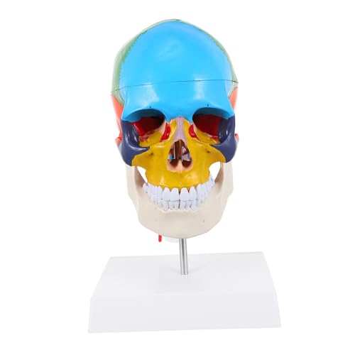 HEALSOPTHY Anatomisches PVC Schädelmodell mit Farblich Markierten Bereichen Halswirbelsäule für Medizinische Ausbildung Anatomieunterricht als Lehrmittel für Medizinstudenten von HEALSOPTHY