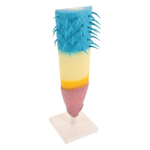 HEALSOPTHY Corn Root Profile Model für Biologieunterricht Langlebiges Pflanzenstruktur-Modell aus Robustem Material Kompakt und Leicht für Schule Labor und Feldforschung Anschauliche von HEALSOPTHY