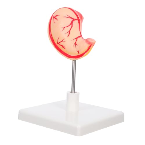 HEALSOPTHY Detailliertes Magenmodell aus Robustem Material Präzise Menschliche Organstruktur Anatomisches Lehrmodell für Biologie und Physiologiestudenten Langlebiges Verdauungsorgan für HEALSOPTHY Detailliertes Magenmodell aus Robustem Material Präzise Menschliche Organstruktur Anatomisches Lehrmodell für Biologie und Physiologiestudenten Langlebiges Verdauungsorgan für von HEALSOPTHY