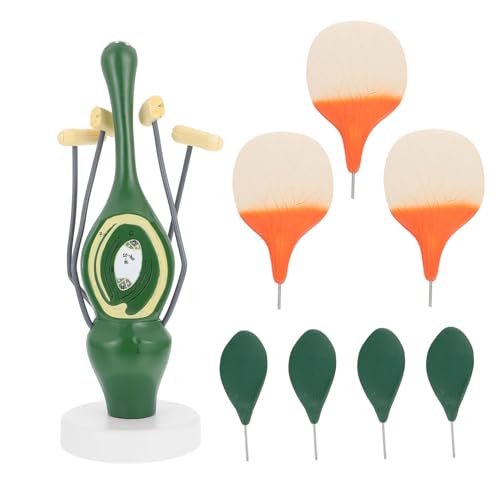 HEALSOPTHY Flower Anatomisches Modell Dicotyledon Pflanzenstruktur Modell für Lehrzwecke Material Realistische Details für Studenten und Lehrkräfte von HEALSOPTHY