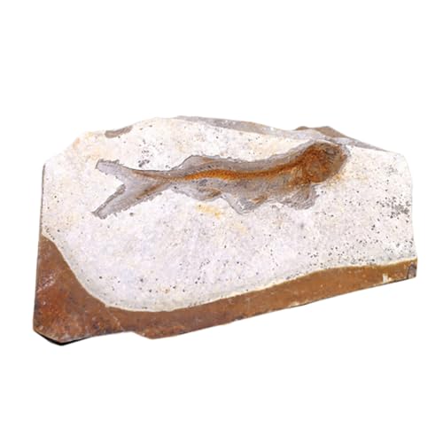 HEALSOPTHY Fossilisierter Fischprobe Dekor Kreatives Paläontologisches Modell Wissenschaftliches Lehrmaterial für Schüler und Labor Desktop Ornament ohne Ständer HEALSOPTHY Fossilisierter Fischprobe Dekor Kreatives Paläontologisches Modell Wissenschaftliches Lehrmaterial für Schüler und Labor Desktop Ornament ohne Ständer von HEALSOPTHY