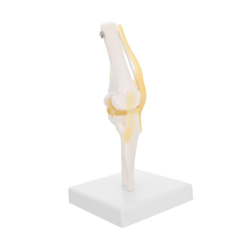 HEALSOPTHY Hilfsmittel Für Den Anatomieunterricht Kniegelenkmodell Für Den Unterricht Medizinisches Kniegelenkmodell Kniegelenk Modell Kniegelenk Anatomiemodell Plastik HEALSOPTHY Hilfsmittel Für Den Anatomieunterricht Kniegelenkmodell Für Den Unterricht Medizinisches Kniegelenkmodell Kniegelenk Modell Kniegelenk Anatomiemodell Plastik von HEALSOPTHY