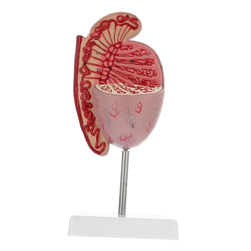 HEALSOPTHY Hodenmodell schaufensterpuppe Modell zur Vergrößerung menschlicher Organe Modell der anatomischen Organe anatomisches Modell reproduktive Dissektion Lehrmodell Medizinstudium PVC von HEALSOPTHY