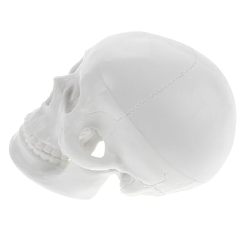 HEALSOPTHY Kleines Menschliches Schädelmodell aus Robustem PVC Detailgetreues dekor für Künstler und Zeichner Praktisches Desktop Modell für Unterricht und Sammlung Langlebig und HEALSOPTHY Kleines Menschliches Schädelmodell aus Robustem PVC Detailgetreues dekor für Künstler und Zeichner Praktisches Desktop Modell für Unterricht und Sammlung Langlebig und von HEALSOPTHY