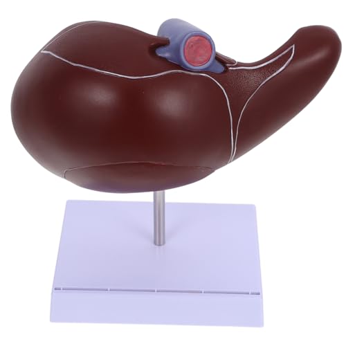 HEALSOPTHY Lebermodell mit Sockel Anatomisches Medizinisches Lernmodell aus Langlebigem Kunststoff Realistische Darstellung für Unterricht und Medizinische Ausbildung HEALSOPTHY Lebermodell mit Sockel Anatomisches Medizinisches Lernmodell aus Langlebigem Kunststoff Realistische Darstellung für Unterricht und Medizinische Ausbildung von HEALSOPTHY