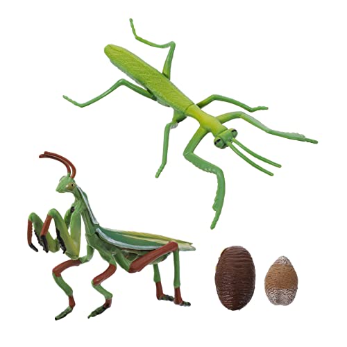 HEALSOPTHY Mantis Wachstumszyklus Figurine Realistische Insekten für Pädagogisches Naturforscher Modell Lebensechte Lebenszyklus Darstellung für Lernspiele und Unterricht von HEALSOPTHY