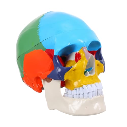 HEALSOPTHY Medizinisches Schädelmodell Lebensgroß Farblich Markiert Anatomisches Modell Für Schulunterricht Und Medizinstudium Hochwertiges Lehrmodell Menschlicher Schädel HEALSOPTHY Medizinisches Schädelmodell Lebensgroß Farblich Markiert Anatomisches Modell Für Schulunterricht Und Medizinstudium Hochwertiges Lehrmodell Menschlicher Schädel von HEALSOPTHY