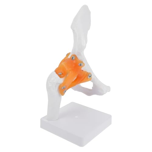 HEALSOPTHY PVC Hüftgelenkmodell aus Kunststoff Lebensgroßes Funktionales Femur Skelettmodell für Medizinische Ausbildung Anatomisches Lehrmittel für und Krankenhäuser HEALSOPTHY PVC Hüftgelenkmodell aus Kunststoff Lebensgroßes Funktionales Femur Skelettmodell für Medizinische Ausbildung Anatomisches Lehrmittel für und Krankenhäuser von HEALSOPTHY