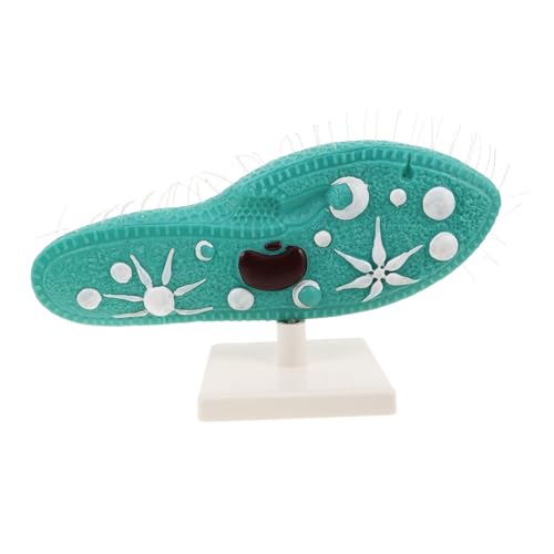 HEALSOPTHY Paramecium Modell mit Ständer Detaillierte Zellstruktur und Cilien Robustes Biologie Experimentiergerät für Mittelschulunterricht und Mikroskopische Organismen Lehrhilfe von HEALSOPTHY