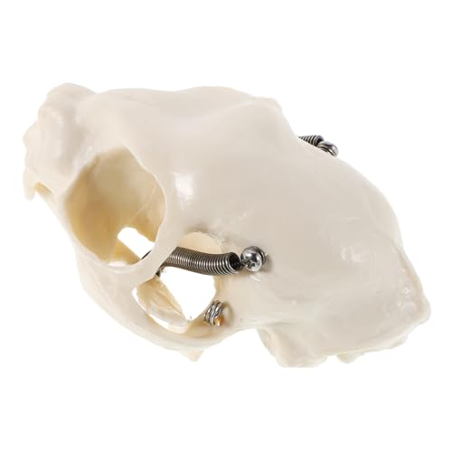 HEALSOPTHY Realistisches Katzenkopf Skelettmodell für Anatomische Schulungen Sammlungen Halloween Dekoration Lehrhilfe für Tieranatomie von HEALSOPTHY