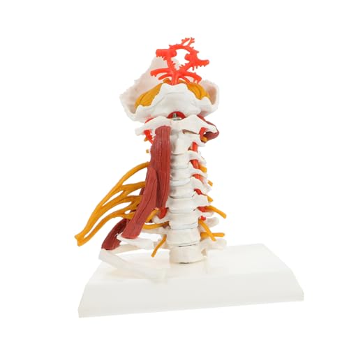 HEALSOPTHY Skelett Skelett Modell Biologie Halswirbel Modell Anatomisches Halswirbelsäulen Modell Medizinisches Halswirbelsäulen Modell Halswirbel Nerven Muskel Modell Halswirbel von HEALSOPTHY