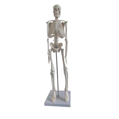 HEALSOPTHY Skelettmodell Anatomisches Simulationsskelett aus Hochwertigem für Anatomieunterricht Yoga Fitness Tragbar Leicht für Universitäten HEALSOPTHY Skelettmodell Anatomisches Simulationsskelett aus Hochwertigem für Anatomieunterricht Yoga Fitness Tragbar Leicht für Universitäten von HEALSOPTHY