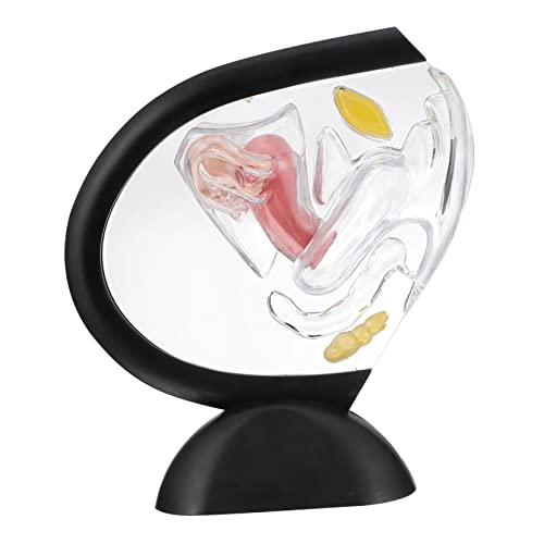 HEALSOPTHY Transparentes Uterusmodell aus Unzerbrechlichem Anatomisches Lehrmittel für Medizinische Ausbildung und Patientenschulung für Verständnis Des Weiblichen Fortpflanzungssystems von HEALSOPTHY