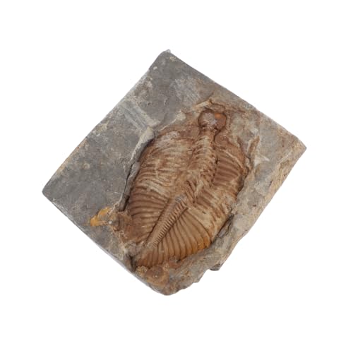 HEALSOPTHY Trilobiten- Schmuck Paläontologie Ausbildung von HEALSOPTHY