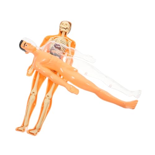 HEATSHAKING 1 Set Menschliches Skelett Anatomie Für Jungen Mädchen Anatomie Dimensionale Organe Puzzles Anatomie Puzzle Menschliche Anatomie Und Physiologie Früherziehung Lehrmittel von HEATSHAKING