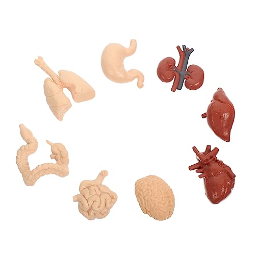 HEATSHAKING 1Satz Kreatives Menschliches Organ Modell Lehrhilfe für Physiologie Teiliges für Lehrer Gesundheitsprofis für Medizinstudien von HEATSHAKING