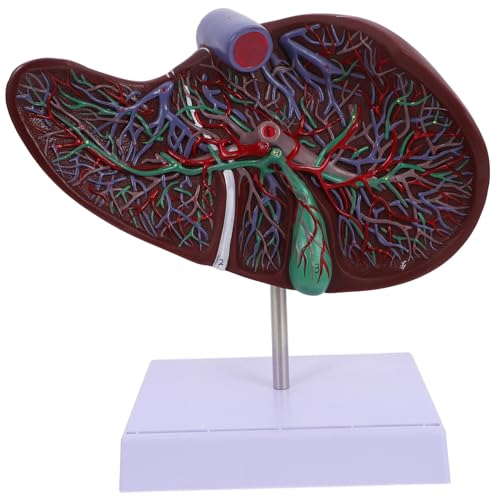 HEATSHAKING Anatomisches Lebermodell aus Hochwertigem Medizinisches Lehrmodell mit Basis Menschliches Lebermodell für Unterrichtszwecke Langlebig HEATSHAKING Anatomisches Lebermodell aus Hochwertigem Medizinisches Lehrmodell mit Basis Menschliches Lebermodell für Unterrichtszwecke Langlebig von HEATSHAKING