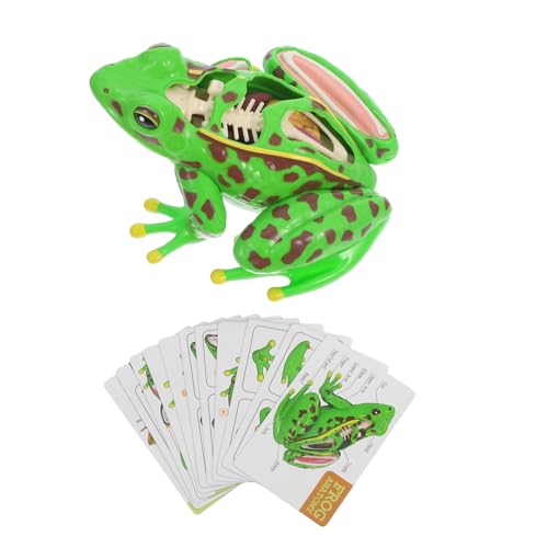 HEATSHAKING Frosch Modell Frosch Sezierset Für Frosch Frosch Puzzle Anatomie Puzzle Für Frosch Sezierset Stimulationsfrosch Lebensechter Frosch Realistischer Frosch Kunststoff von HEATSHAKING