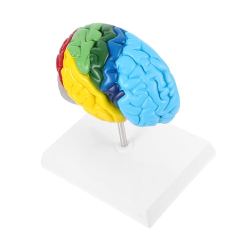 HEATSHAKING Gehirnmodell Anatomisches Strukturmodell Medizinisches Anatomisches Modell Lehrmodell Der Menschlichen Anatomie Anatomisches Schaumodell Strukturmodell Des Menschlichen Gehirns Pvc HEATSHAKING Gehirnmodell Anatomisches Strukturmodell Medizinisches Anatomisches Modell Lehrmodell Der Menschlichen Anatomie Anatomisches Schaumodell Strukturmodell Des Menschlichen Gehirns Pvc von HEATSHAKING